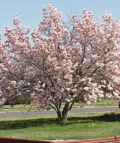 Saucer Magnolia Soulangeana Live Plant - 2.5