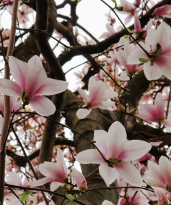 Saucer Magnolia Soulangeana Live Plant - 2.5
