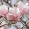 Saucer Magnolia Soulangeana Live Plant - 2.5" Pot Shrub/Tree - Pink & White Blooms - Image 1