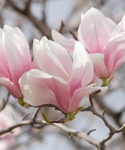 Saucer Magnolia Soulangeana Live Plant - 2.5