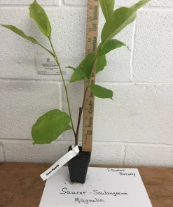 Saucer Magnolia Soulangeana Live Plant - 2.5