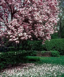 Saucer Magnolia Soulangeana Live Plant - 2.5