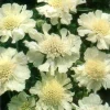 Scabiosa White Perfection Seeds - 25 Perennial Pincushion Flower Seeds - Image 1