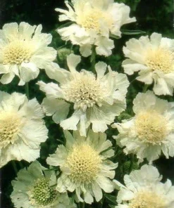 Scabiosa White Perfection Seeds - 25 Perennial Pincushion Flower Seeds - Image 1