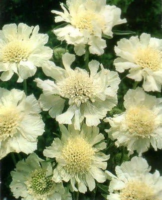 Scabiosa White Perfection Seeds - 25 Perennial Pincushion Flower Seeds - Image 1