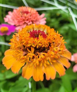 Scabiosa Zinnia Seeds - Mixed Colors - 100 Seed Pack - Annual Flower - Image 2