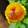Scabiosa Zinnia Seeds - Mixed Colors - 100 Seed Pack - Annual Flower - Image 1