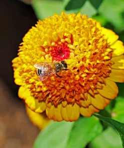 Scabiosa Zinnia Seeds - Mixed Colors - 100 Seed Pack - Annual Flower - Image 1