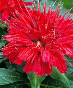Scarlet Bee Balm Live Plant - Monarda - Quart Pot - Bright Red Flowers - Image 2