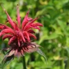 Scarlet Bee Balm Live Plant - Monarda - Quart Pot - Bright Red Flowers - Image 1