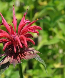 Scarlet Bee Balm Live Plant - Monarda - Quart Pot - Bright Red Flowers - Image 1