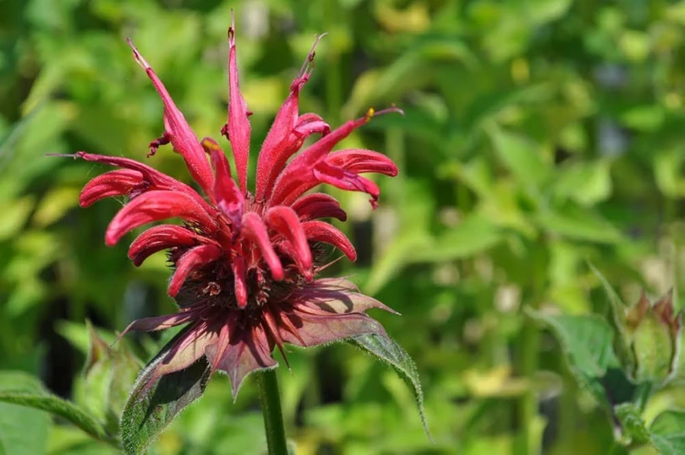 Scarlet Bee Balm Live Plant - Monarda - Quart Pot - Bright Red Flowers - Image 1