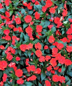 Scarlet Dwarf Impatiens Seeds - 50 Count - Part Sun/Full Shade Flowers - Image 2