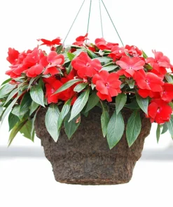 Scarlet Dwarf Impatiens Seeds - 50 Count - Part Sun/Full Shade Flowers - Image 3
