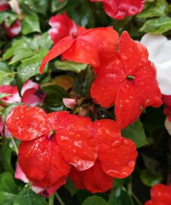 Scarlet Dwarf Impatiens Seeds - 50 Count - Part Sun/Full Shade Flowers - Image 4