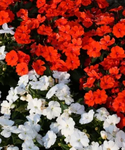Scarlet Dwarf Impatiens Seeds - 50 Count - Part Sun/Full Shade Flowers - Image 5
