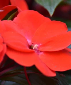 Scarlet Dwarf Impatiens Seeds - 50 Count - Part Sun/Full Shade Flowers - Image 6