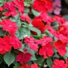 Scarlet Dwarf Impatiens Seeds - 50 Count - Part Sun/Full Shade Flowers - Image 1