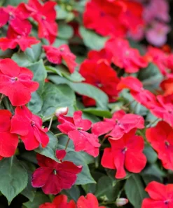 Scarlet Dwarf Impatiens Seeds - 50 Count - Part Sun/Full Shade Flowers - Image 1