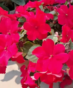 Scarlet Dwarf Impatiens Seeds - 50 Count - Part Sun/Full Shade Flowers - Image 7
