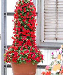 Scarlet Dwarf Impatiens Seeds - 50 Count - Part Sun/Full Shade Flowers - Image 8
