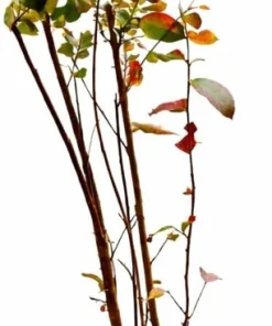 Scarlet Red Crape Myrtle Live Plant - 14-20
