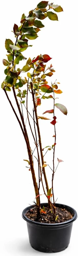 Scarlet Red Crape Myrtle Live Plant - 14-20" Tall, Gallon Pot, Fast Growing Flowering Shrub, Outdoor - Image 2
