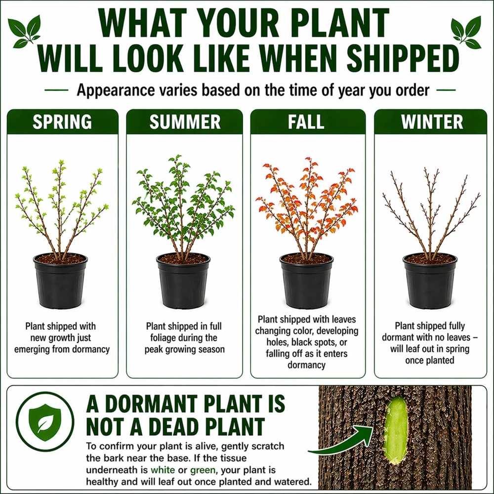 Scarlet Red Crape Myrtle Live Plant - 14-20" Tall, Gallon Pot, Fast Growing Flowering Shrub, Outdoor - Image 3