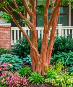 Scarlet Red Crape Myrtle Live Plant - 14-20