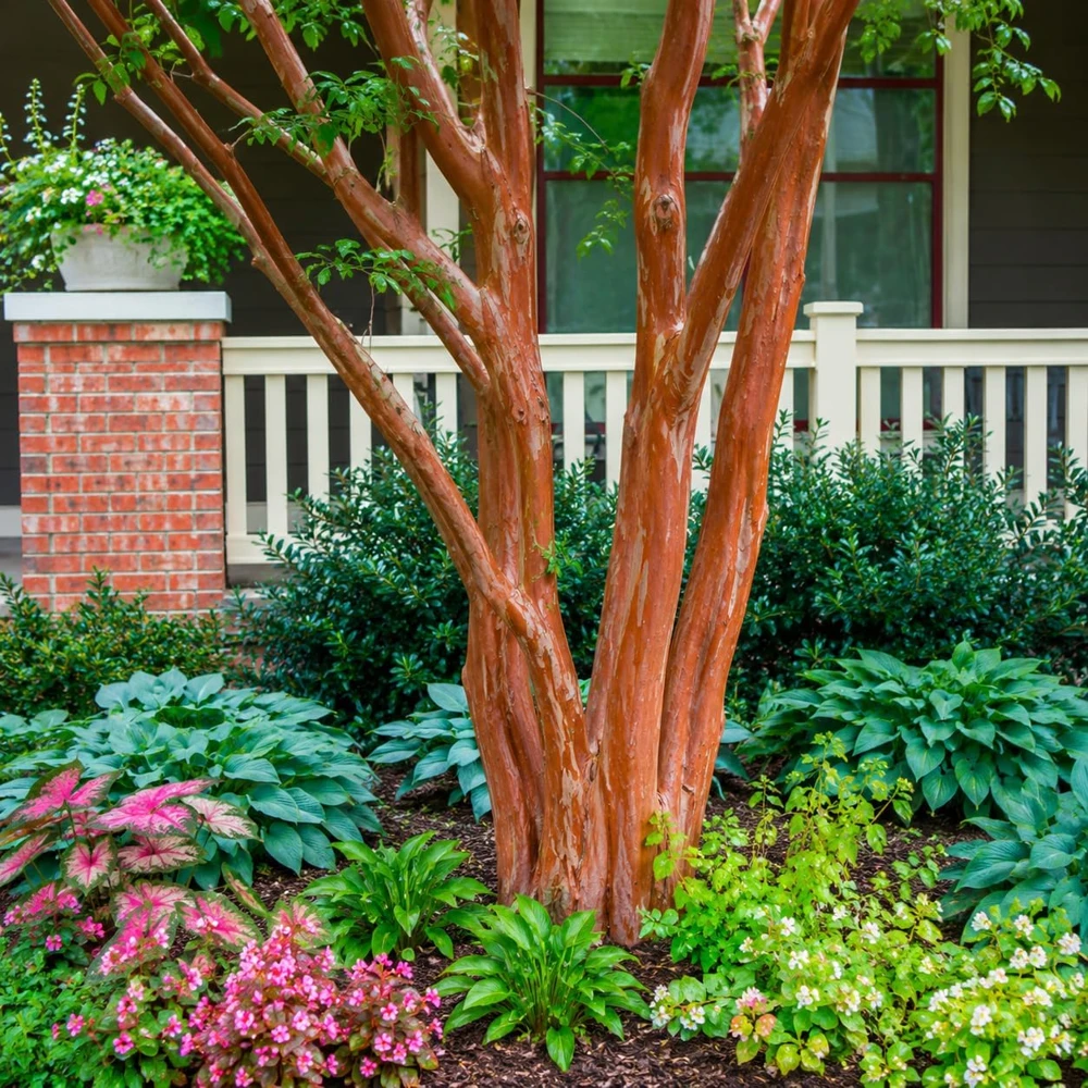 Scarlet Red Crape Myrtle Live Plant - 14-20" Tall, Gallon Pot, Fast Growing Flowering Shrub, Outdoor - Image 6