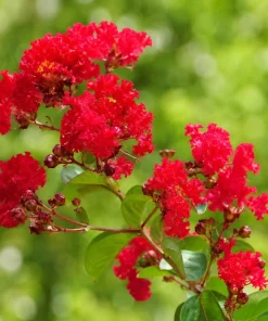 Scarlet Red Crape Myrtle Live Plant - 14-20