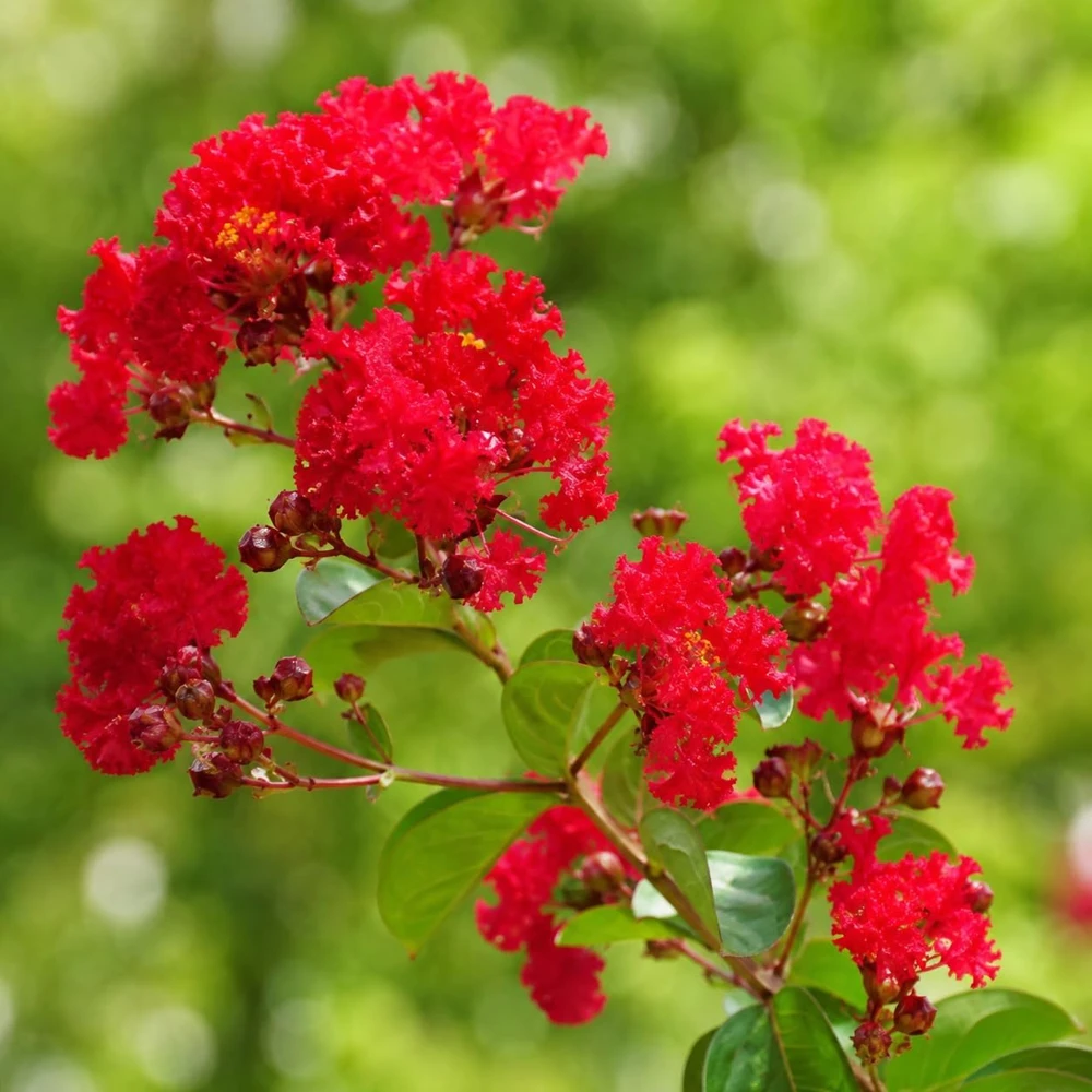 Scarlet Red Crape Myrtle Live Plant - 14-20" Tall, Gallon Pot, Fast Growing Flowering Shrub, Outdoor - Image 7