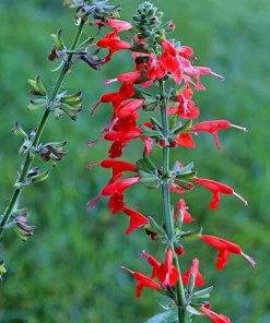 Scarlet Sage Live Plant – Salvia coccinea – Red Perennial – 1 Gallon Pot – Outdoor - Image 2