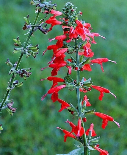 Scarlet Sage Live Plant – Salvia coccinea – Red Perennial – 1 Gallon Pot – Outdoor - Image 2