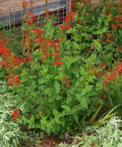 Scarlet Sage Live Plant – Salvia coccinea – Red Perennial – 1 Gallon Pot – Outdoor - Image 3