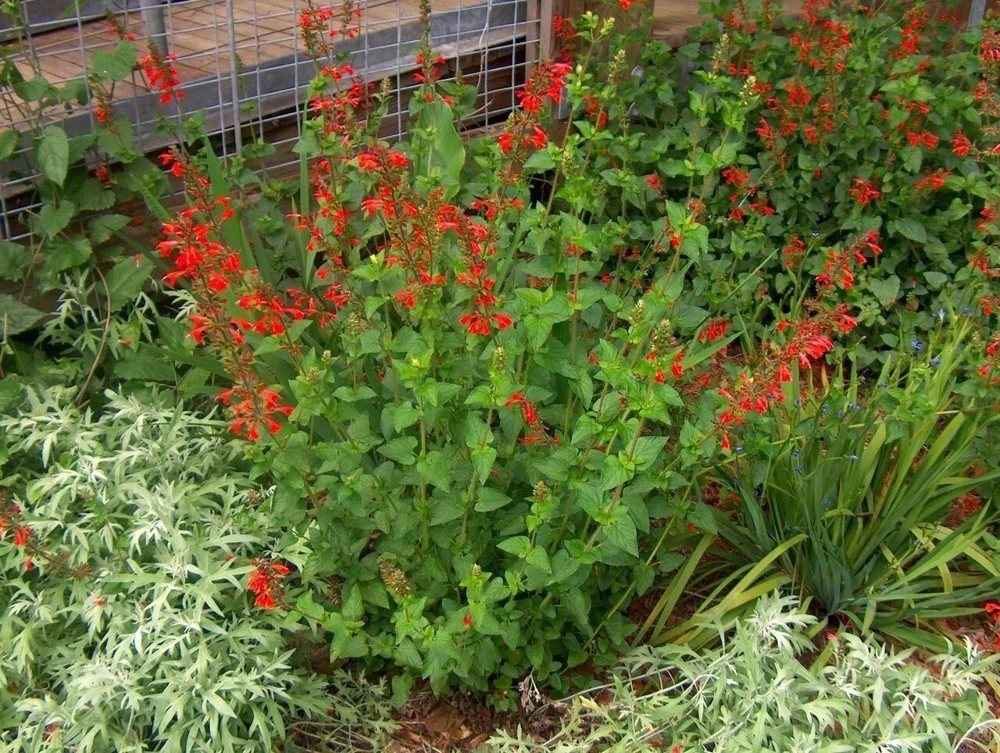 Scarlet Sage Live Plant – Salvia coccinea – Red Perennial – 1 Gallon Pot – Outdoor - Image 3