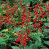Scarlet Sage Live Plant – Salvia coccinea – Red Perennial – 1 Gallon Pot – Outdoor - Image 1