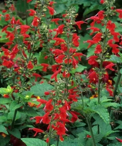 Scarlet Sage Live Plant – Salvia coccinea – Red Perennial – 1 Gallon Pot – Outdoor - Image 1
