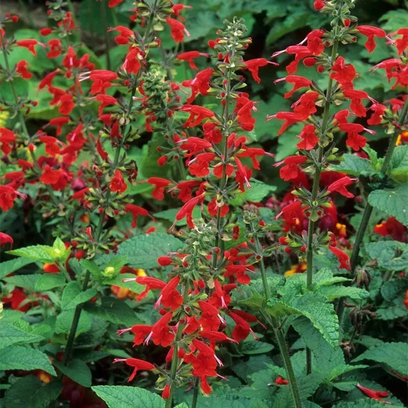 Scarlet Sage Live Plant – Salvia coccinea – Red Perennial – 1 Gallon Pot – Outdoor - Image 1