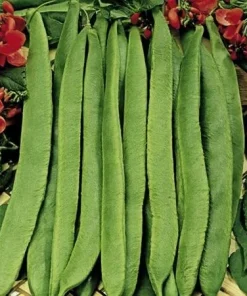 Scarlett Runner Bean Seeds - 20 Count - Attracts Hummingbirds - Image 2