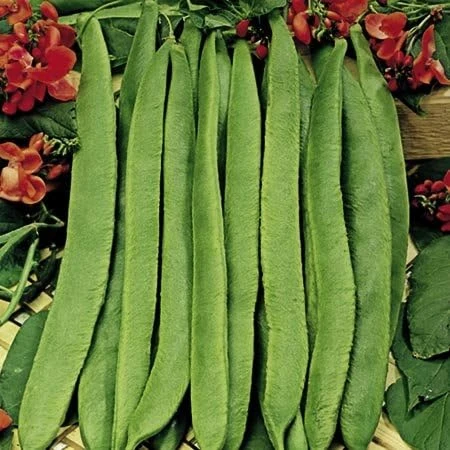 Scarlett Runner Bean Seeds - 20 Count - Attracts Hummingbirds - Image 2