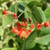 Scarlett Runner Bean Seeds - 20 Count - Attracts Hummingbirds - Image 1