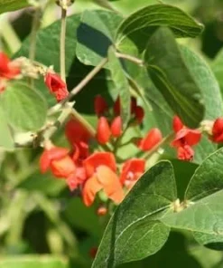 Scarlett Runner Bean Seeds - 20 Count - Attracts Hummingbirds - Image 1