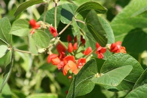 Scarlett Runner Bean Seeds - 20 Count - Attracts Hummingbirds - Image 1