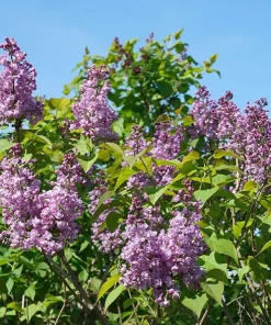 Scentara Double Blue Lilac Live Plant - 4 inch Pot - Fragrant Purple-Blue Blooms - Image 2