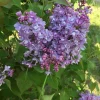 Scentara Double Blue Lilac Live Plant - 4 inch Pot - Fragrant Purple-Blue Blooms - Image 1