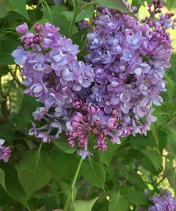 Scentara Double Blue Lilac Live Plant - 4 inch Pot - Fragrant Purple-Blue Blooms - Image 1