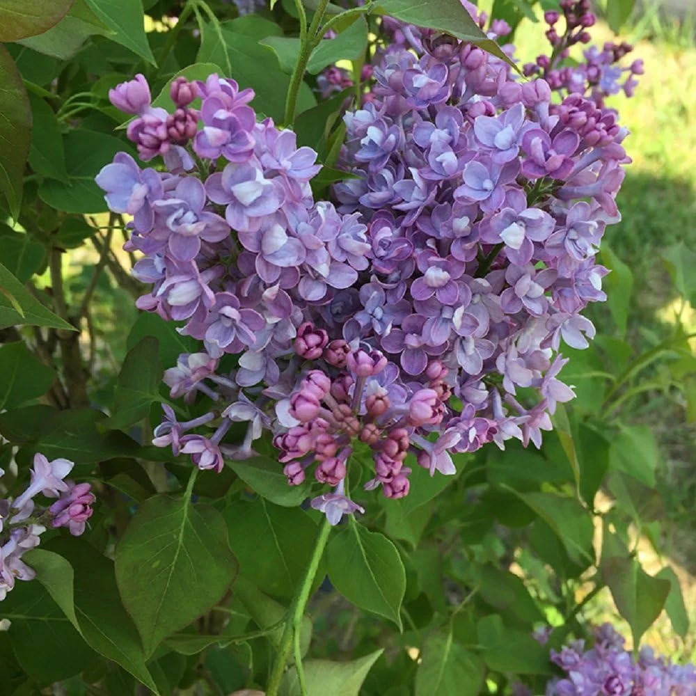 Scentara Double Blue Lilac Live Plant - 4 inch Pot - Fragrant Purple-Blue Blooms - Image 1