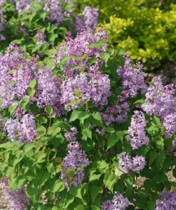 Scentara Pura Lilac Live Plant - 4" Pot - Fragrant Purple Flowers - Image 2