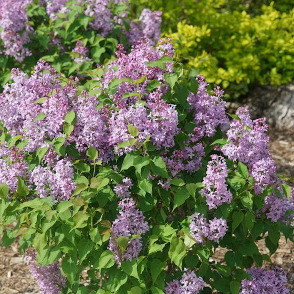 Scentara Pura Lilac Live Plant - 4" Pot - Fragrant Purple Flowers - Image 2
